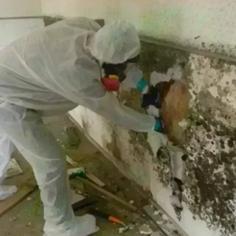 Mold Remediation and Removal in Richland County, OH